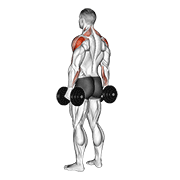 dumbbell rear delt raise 动作演示