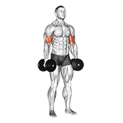dumbbell standing inner biceps curl v. 2 exercise demonstration