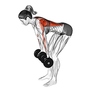 dumbbell reverse grip row (female) dimostrazione dell’esercizio