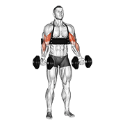 dumbbell biceps curl (with arm blaster) 动作演示
