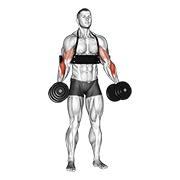 dumbbell hammer curls (with arm blaster) dimostrazione dell’esercizio