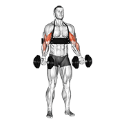 dumbbell alternate biceps curl (with arm blaster) exercise demonstration