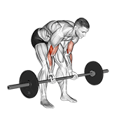 barbell standing concentration curl exercise demonstration