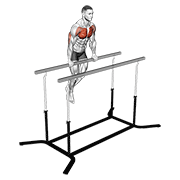 chest dip on straight bar egzersiz gösterimi