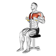 resistance band seated chest press 动作演示