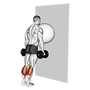 exercise ball on the wall calf raise (tennis ball between knees) 动作演示