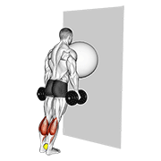exercise ball on the wall calf raise (tennis ball between ankles) 动作演示