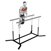 weighted straight bar dip exercise demonstration