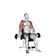 dumbbell seated biceps curl to shoulder press dimostrazione dell’esercizio