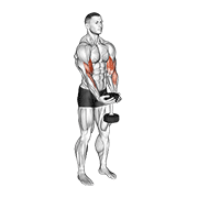 dumbbell waiter biceps curl 动作演示